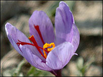 Crocus