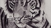 Tiger sketch...