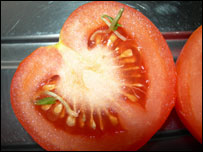 Tomato by Peter Williams