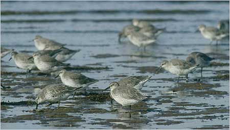 Knot c/o RSPB Images and Andy Hay