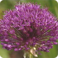 Allium 'Purple Sensation'