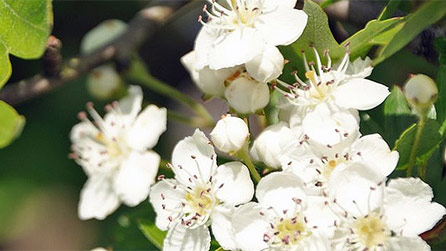 hawthorn.jpg