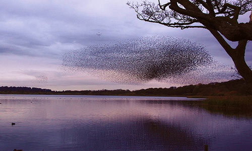 starlings-at-dusk-by-zweibl.jpg
