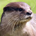 Otter