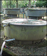 Lake District is the new home for some mussels