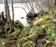 Photograph showing daffodils sitting amoungest tress