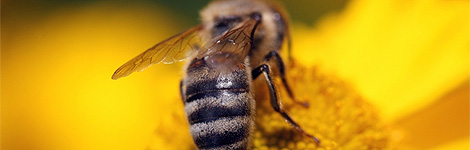 A honey bee