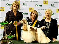 Winner of the Gundog Group, Crufts 2008