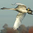 Bewick Swan in flight c/o Wetlands and Wildlife Trust