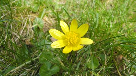 Lesser Celandine