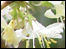 Lonicera fragrantissima (Shrubby Honeysuckle)