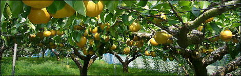 Pear tree orchard