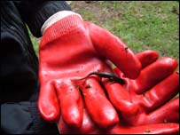 The newt from the pond