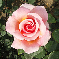 Rosa 'Dreamdrops'