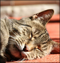 Sleeping cat