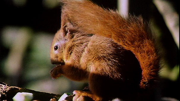 A red squirrel