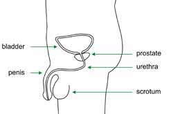 Diagram showing the position of the prostate gland.