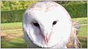 Barn Owl c/o Paul Greenan