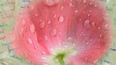 Pink Poppy &... Pink Poppy &...