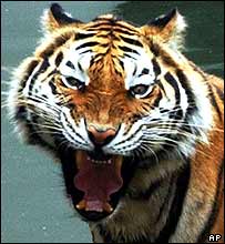 Tigre na Tailândia