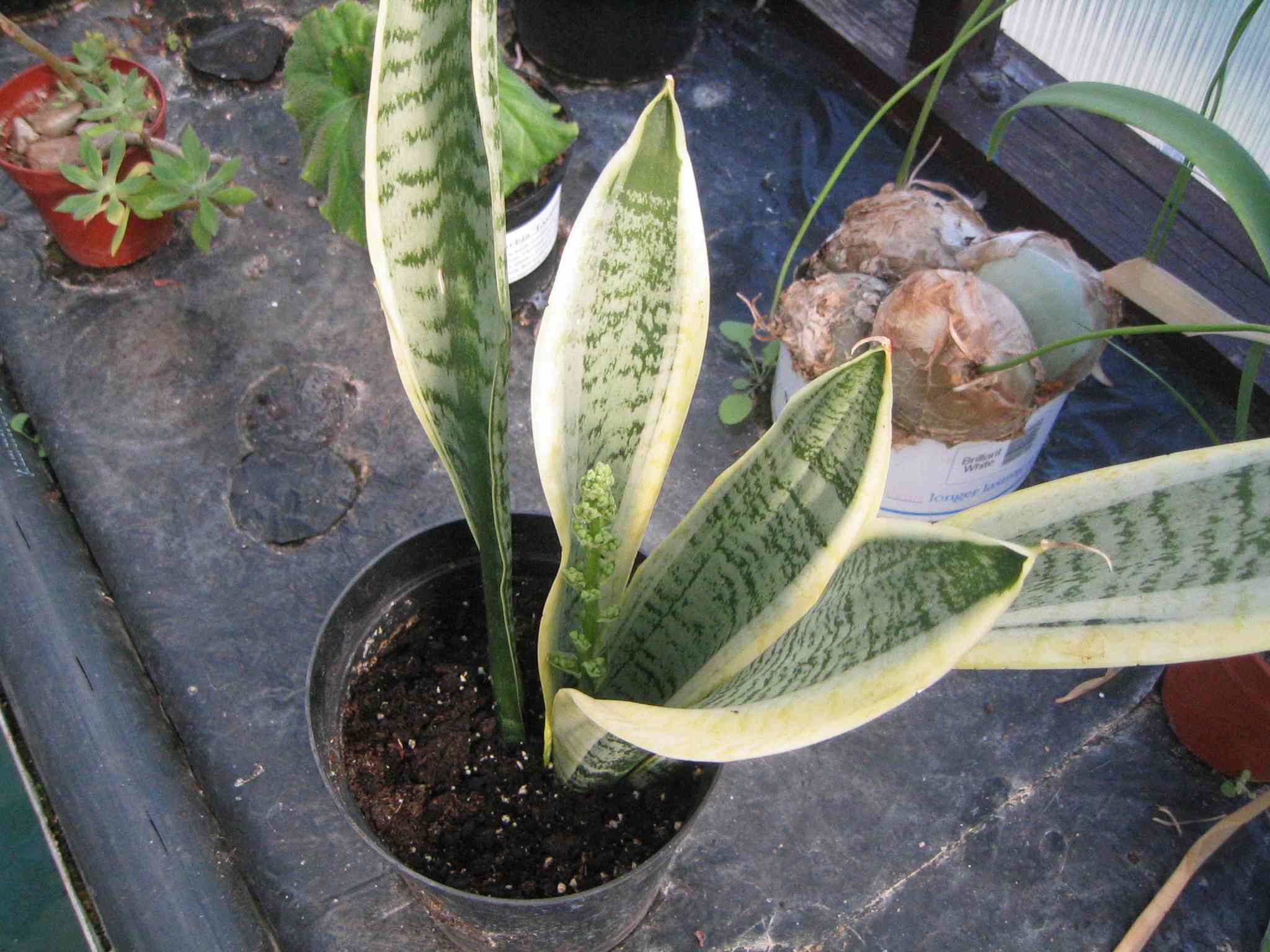 Mystery plant photo 1