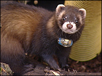 Polecat wearing a radio collar [pic: Rob Scrivens]