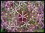 An Allium