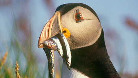 puffin.jpg