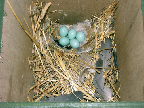 Loose layering © Richard Castell