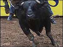 Rodeo