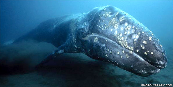 Humbpack whale