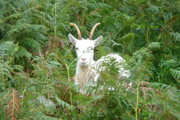 Holygoat2