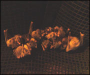 Bats