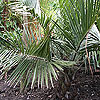 Jubaea chilensis