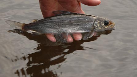 Gwyniad. Photo: Pierino Algieri