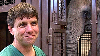 The Elephant's Guide to Sex