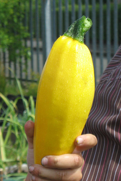 Courgette
