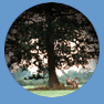 oak tree