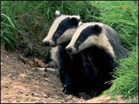 badgers