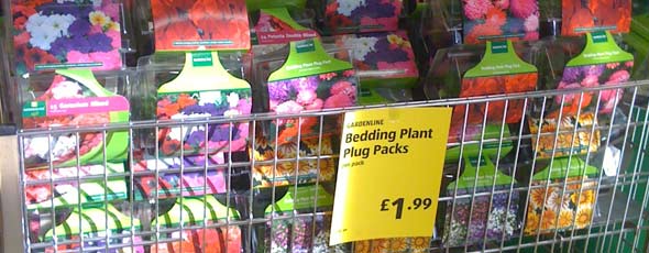 cheap bedding plants