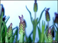 Lavanda