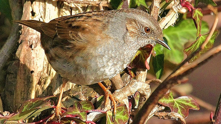 A dunnock