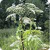Image: Giant hogweed