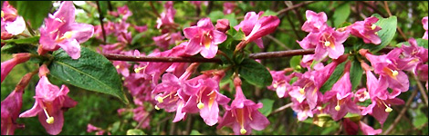 Weigelia
