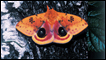A mariposa do bicho da seda (Foto do livro 'Butterflies - Messages from Psyche', Philip Howse, Papadakis Publisher, London © Kirby Wolfe)