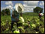 Agricultura