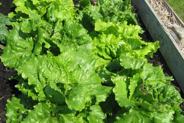 Lettuce