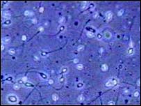 چوہوں کا مصنوغی تولیدی مادہ