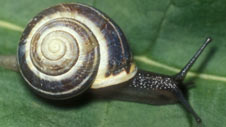 snail_226x127.jpg