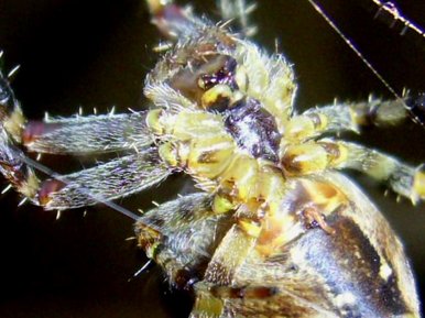 Spider close up